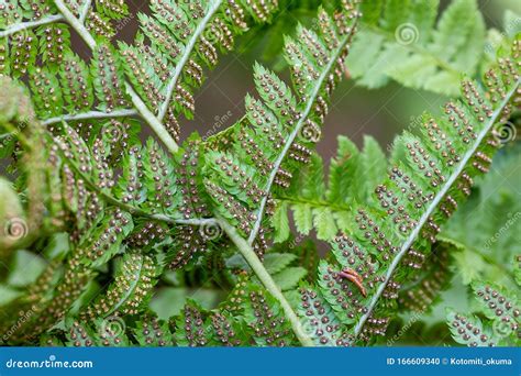 Fern Leaf with Spores Closeup Stock Photo - Image of environment, biology: 166609340