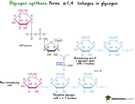 Glycogenesis Glycogen Regulation Mcat Biochemistry Medschoolcoach