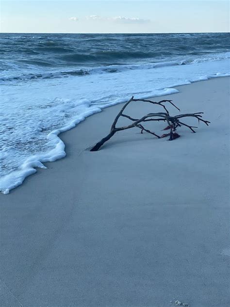 Branch on Beach · Free Stock Photo