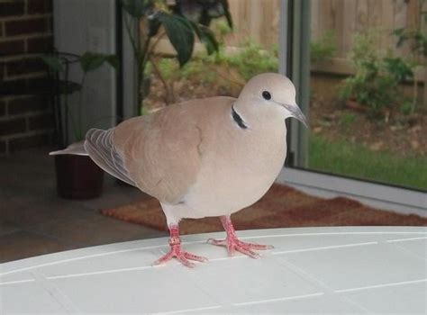 Ringneck Dove Facts, Pet Care, Behavior, Diet, Price, Pictures