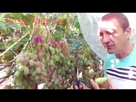 Диксон - YouTube