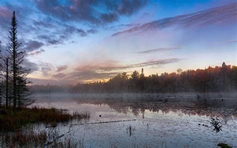 wallpaper forest, trees, swamp, fog, twilight, landscape HD ...