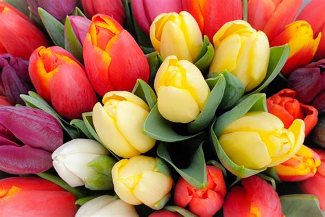 Tulip - FloraLife