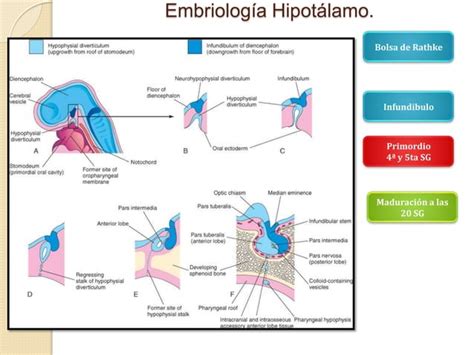 Generalidades Hipotálamo e Hipófisis PPT