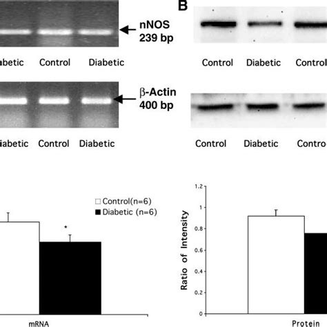 A Gene Expression Of Neuronal Nitric Oxide Synthase NNOS In The