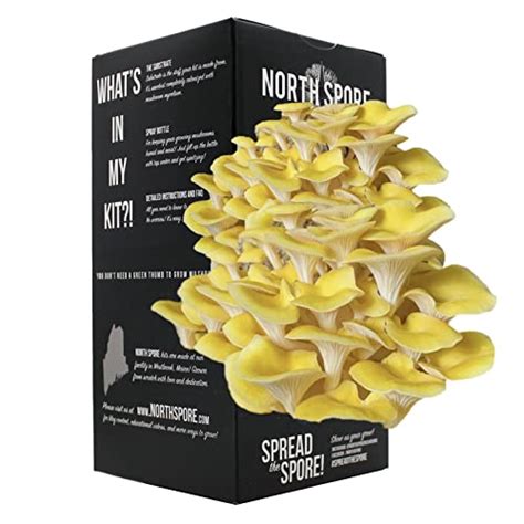 North Spore Golden Oyster Mushroom Spray And Grow Kit 4 Lbs Beginner