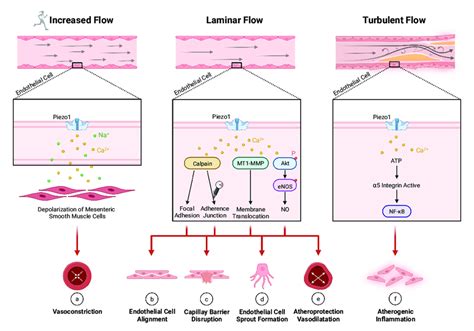 The Signaling Pathways And Outcomes Of Piezo1 Activation In The Download Scientific Diagram