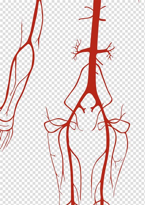 Circulatory System Clip Art