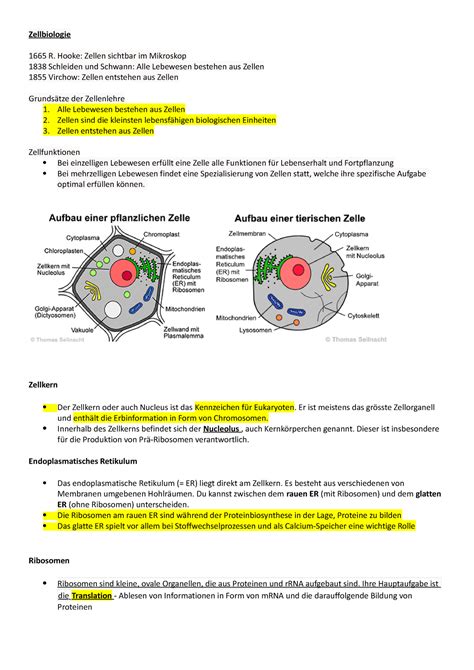 Zellbiologie Zellbio Zellbiologie R Hooke Zellen Sichtbar Im