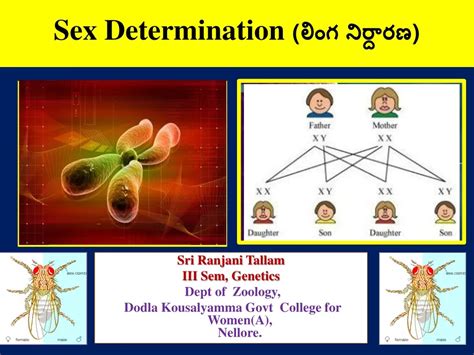 PPT Sex Determination లగ నరదరణ PowerPoint Presentation ID 597194