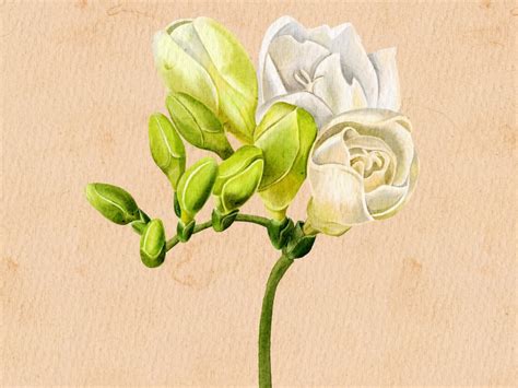 A watercolor realistic flowers painting | Upwork