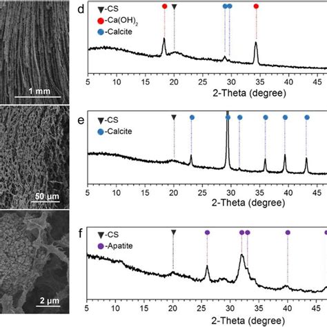 Microscopic Structure Of Calcium Cs Hydrogel Ac Sem Images Of