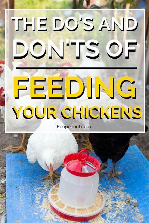 What Do Chickens Eat A Guide On What To Feed Your Chickens What Can