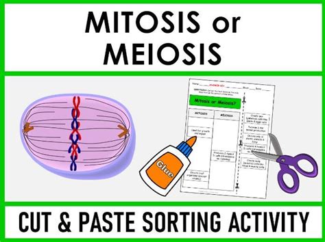 Mitosis Or Meiosis Cut And Paste Sorting Activity Teaching Resources