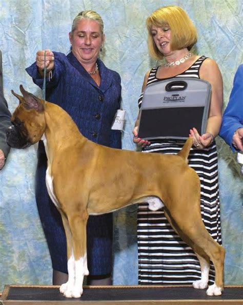 Boxer Breed Standard American Kennel Club