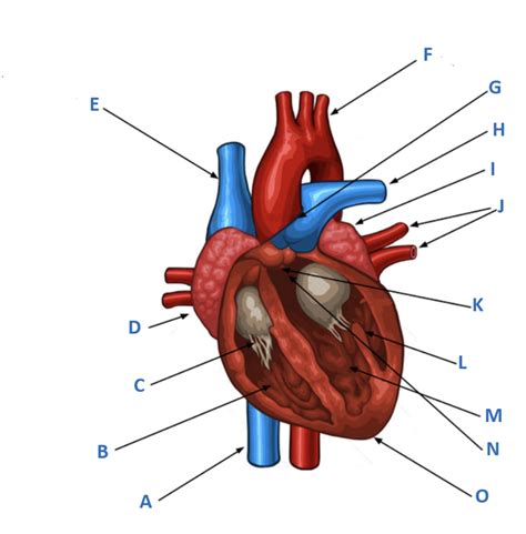 Anatomy Of Heart Diagram Quizlet