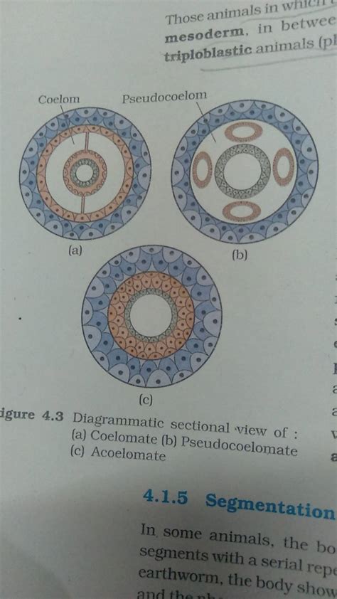 Those animals in whitric triploblastic animals (pl igure 4.3 Diagrammatic..