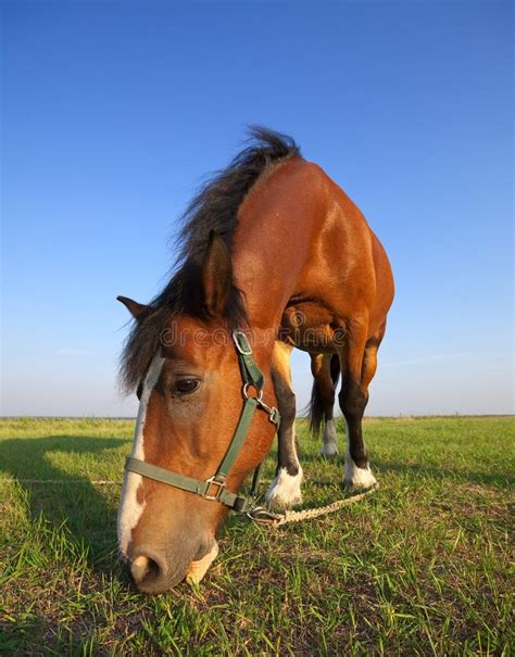 Horse On Summer Meadow Stock Image Image Of Horse Meadow 21854651