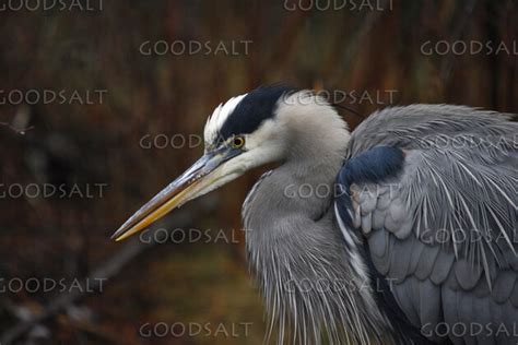 Great Blue Heron Close Up - GoodSalt