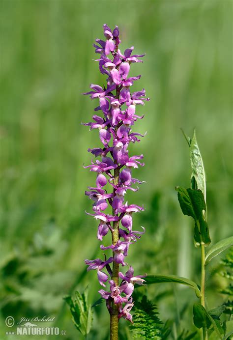 Early Purple Orchid Photos Early Purple Orchid Images Nature Wildlife