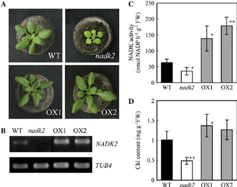 Phenotype Of Arabidopsis Wild Type Wt The Nadk2 Mutant And