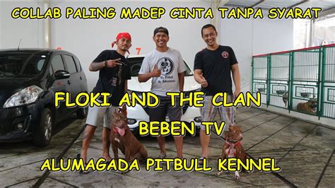 Grebeg Kennel Pitbull Super Big Size Bareng Floki And The Clan Youtube