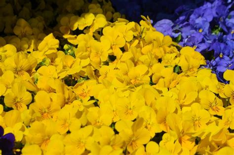 Viola Cornuta Admire Yellow Pansy Garden Center Marketing