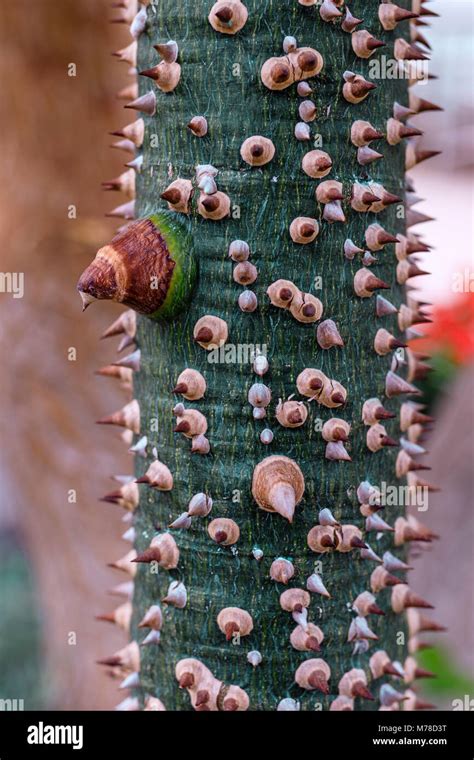 Palm Tree With Thorns Hi Res Stock Photography And Images Alamy