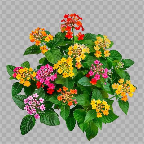 Premium PSD Lantana Camara With Mounding Form And Have Multi Colored