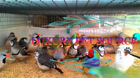 Finch birds for sale - Luxury Pet Source - Buy Finch Bird Online.