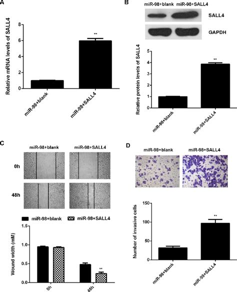 Restoration Of Sal Like Protein 4 Sall4 Expression Attenuates The