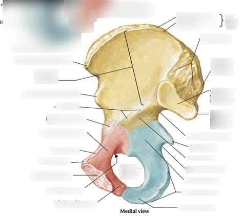 Coxal Bone Medial View Diagram Quizlet