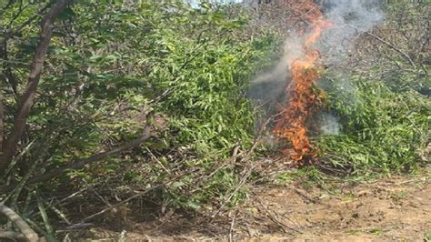 Pol Cia Erradica Mais De Mil P S De Maconha Na Zona Rural De Santa