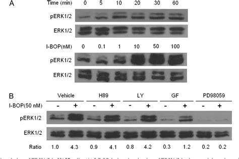 Figure From Activation Of Thromboxane A Receptors Induces Orphan