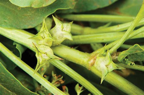 Control Of Weeds In Maize And Wheat Part 1 Spiny Emex Sa Grain