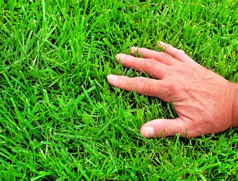 Why You Should Use Epsom Salt On Your Lawn - Backyard Boss