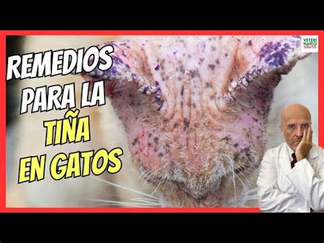 Gu A Completa Para Tratar Los Hongos En La Piel De Los Gatos