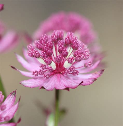 Astrantia Major Hybrid Primadonna Seed Etsy