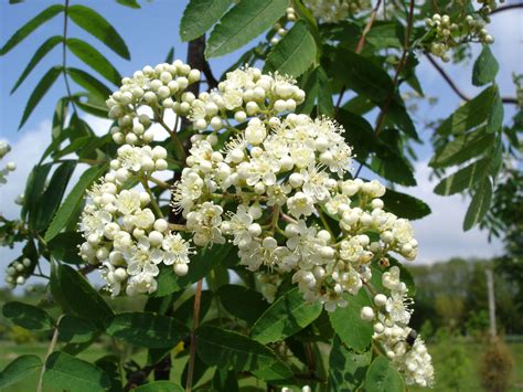 Sorbus Aucuparia