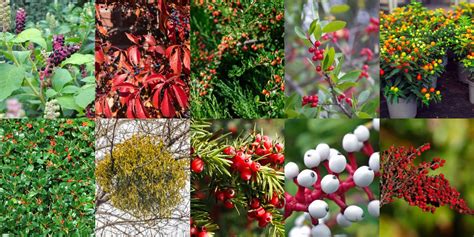 10 Poisonous Berries To Beware Of With Chart