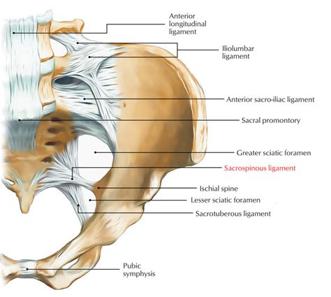 Pelvic Joints And Ligaments At Benjamin Willis Blog