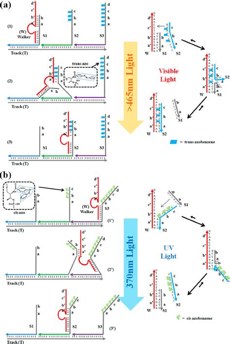 Principle Of The Dna Based Walking Device Walker Anchorage Sites And