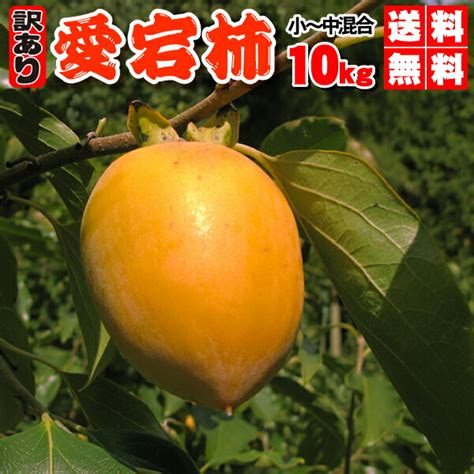 【楽天市場】訳あり あたご柿 大箱10kg（小中混合）送料無料・愛宕柿（干し柿用）渋柿・大箱10kg・愛媛産・ご家庭用：ふるーつかんぱにー