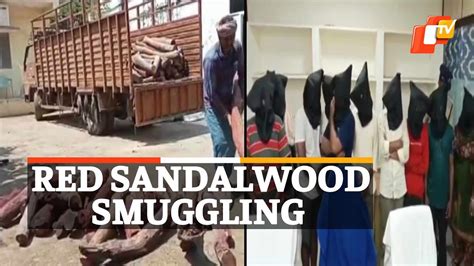 International Red Sandalwood Racket Busted 11 Including 4 From Odisha