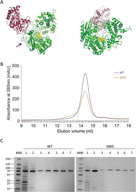 Structure Prediction Of Ns And Purification Of Zikv Polymerase A