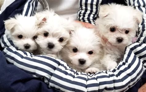 2. Available Puppies | Maltese Angel Babies