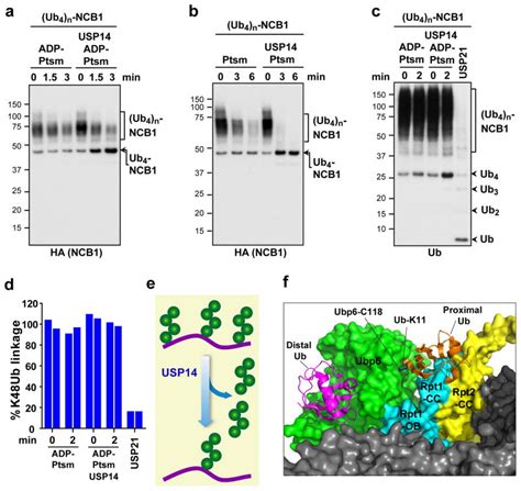 Usp Deubiquitinates Proteasome Bound Substrates That Are