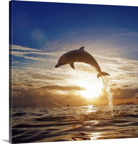 Beautiful Dolphin Jumping From Shining Water Great Big Canvas