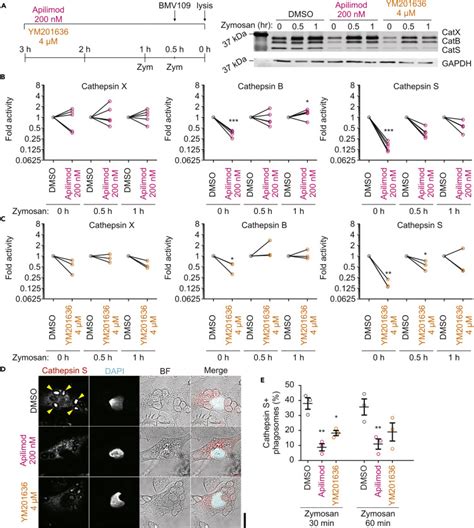 The Phosphoinositide Kinase Pikfyve Promotes Cathepsin S Mediated Major