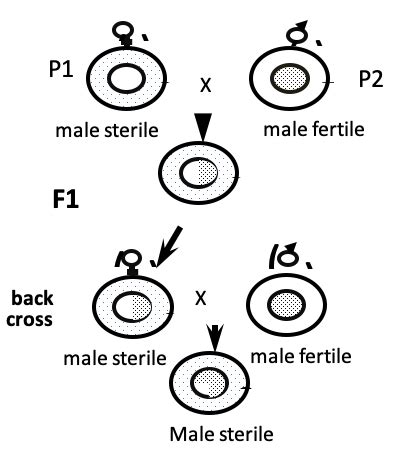 Transfer Of Cytoplasmic Male Sterility From A Donor P 1 Parent To A